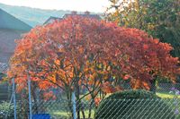 Herbstbaum im Dorf Hilmes